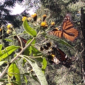 Monarch Butterfly Day Trip – February 2, 2026